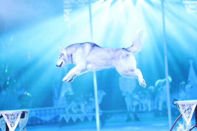 В программе участвуют артисты Государственного цирка Якутии из Москвы и Казахстана, детская цирковая студия «АРКТИК ЦИРК», академия этноакробатической хореографии «Кындыкан».