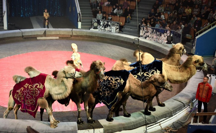 Гастроли цирка шапито «Крокус» в Яетске